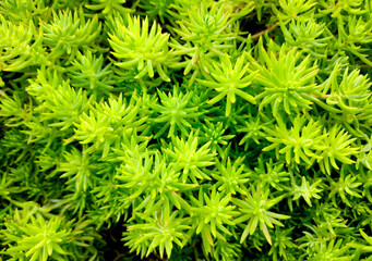 Fresh green color botany plant succulent background.