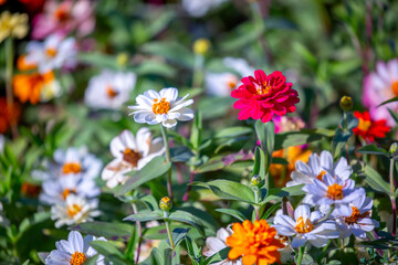 Fototapeta premium Multicolored flowers close-up. Bouquet of colorful flowers. City flower beds, a beautiful and well-groomed garden with flowering bushes.
