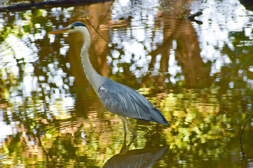 Grey heron walking in water to hunt fish in Bharatpur Bird Sanctuary in India. 