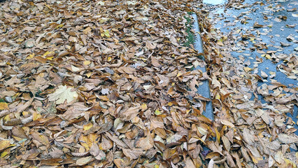 Fallen yellow chestnut leaves. Fallen leaves of trees lie on the ground in a continuous layer. They completely cover the surface of the earth. The leaves are brown, yellow and red.