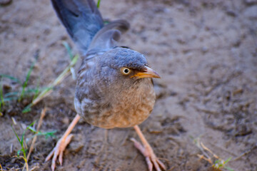 Jungle babblers in Bharatpur Bird Sanctuary in India. selective focus on eye and background blur.