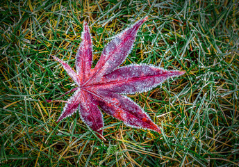 Szron czerwony liść na trawie jesień - obrazy, fototapety, plakaty