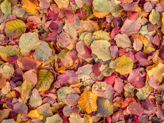 Liście jesienny dywan kolory jesieni