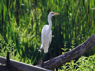 Close-up of a Great White Egret sunning on a creek side log