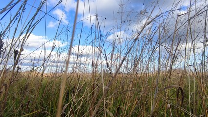 Fototapeta premium High yellow dried grass in the meadow. Autumn sunny day a small meadow with yellow grass, behind the grass one can see an evergreen coniferous forest. From above hang low cumulus white clouds.