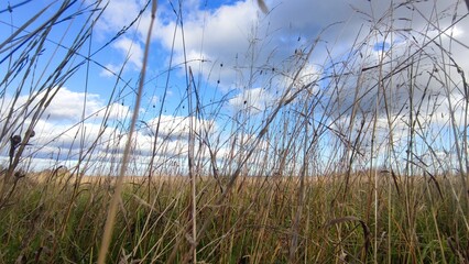 Fototapeta premium High yellow dried grass in the meadow. Autumn sunny day a small meadow with yellow grass, behind the grass one can see an evergreen coniferous forest. From above hang low cumulus white clouds.