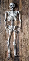 Human skeleton hanging on wooden wall