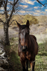 caballo libre en la dehesa