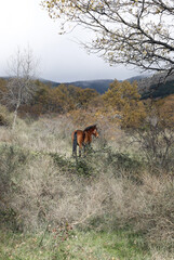 caballo semental libre en el prado