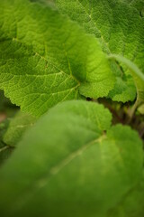 Green burdock bush grow in a summer garden