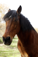 Obraz premium retrato de ecuestre de caballo de color marrón