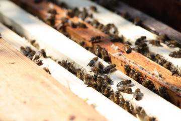 Honey bees swarm flying around enters hive