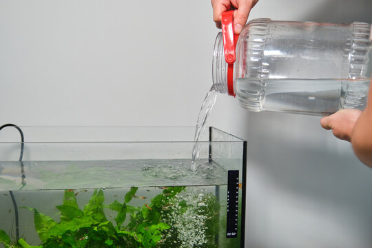 Close Up Of Hands Adding Water To Fill Freshwater Aquarium. Fish Tank Maintenance.