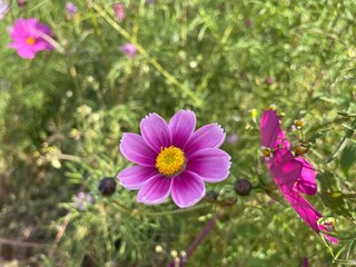 Fototapeta premium purple and yellow flowersコスモス