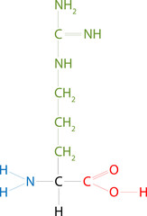 The structure of Arginine. Arginine is an amino acid.
