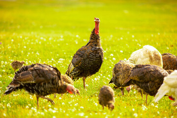 Turkeys walk on the grass in a green meadow in a pasture. Animal husbandry and agriculture in the mountains.
