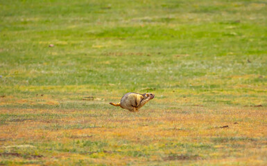 The marmot sits in the grass in the mountains, looks to the side, as if reading your text, studying, showing curiosity, interest. Copy space with place for text. Landscape with wild animals.