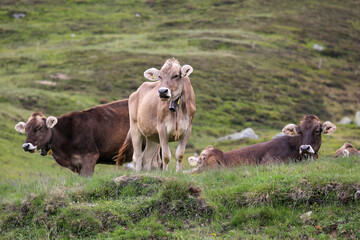 Kühe/Rinder auf der Weide