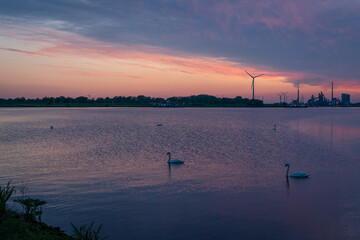 Schw&auml;ne am Lankenauer H&ouml;ft, Bremen