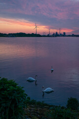 Schw&auml;ne am Lankenauer H&ouml;ft, Bremen. 