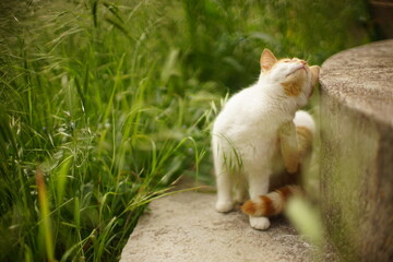 Ginger white cat paw scratches behind the ear in summer gaden with green grass. Fleas and ticks in...