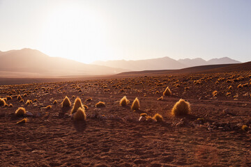 Backlit desert vegetation at sunset in the Eduardo Avaroa Andean Fauna National Reserve, southwest of the altiplano of Bolivia © Anne Richard