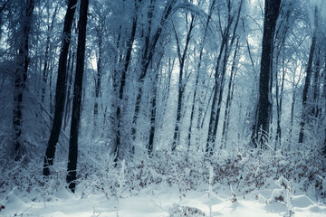 snowy woods in winter