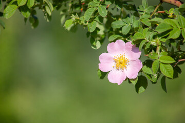 Wild rose flower with blurred green background.
