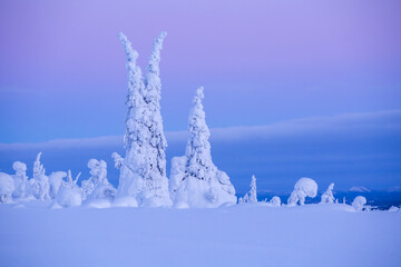 Wintry landscape with snow covered trees in Riisitunturi National Park, Finnish Lapland, Northern Europe - 548216955