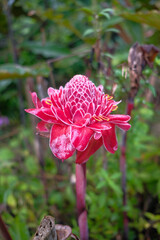 Asian food ingredients, Bunga Kantan known as Torch Ginger flower with scientific name Etlingera elatior is a species of herbaceous perennial plant.