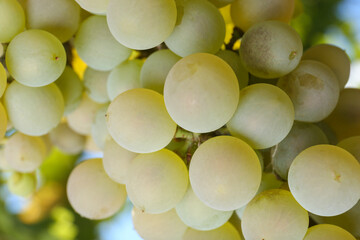 Fototapeta premium Green tasty grapes growing in vineyard, closeup