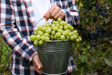 Fototapeta premium Farmer holding bucket with ripe grapes in vineyard, closeup