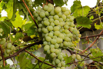 Delicious green grapes growing in vineyard, closeup