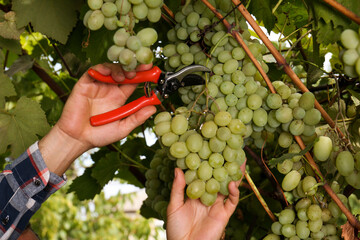 Fototapeta premium Farmer with secateurs picking ripe grapes in garden, closeup