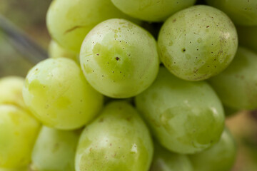 Fototapeta premium Beautiful tasty grapes growing in vineyard, closeup