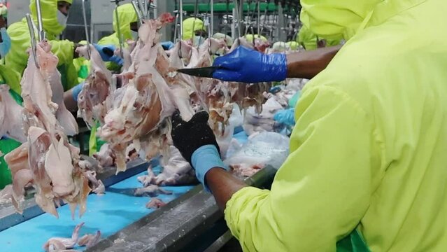 The workers cutting chicken part in a modern broiler processing factory on the production line of broiler segmentation