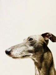 Portrait of a grey whippet a short hair dog