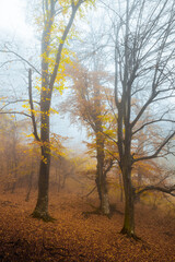 Tree with yellow leaves in autumn day in foggy forest