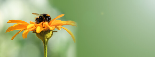 Banner. Bumblebee. One large bumblebee sits on a yellow flower on a bright day
