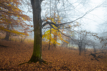 Fototapeta na wymiar Tree with yellow leaves in autumn day in foggy forest