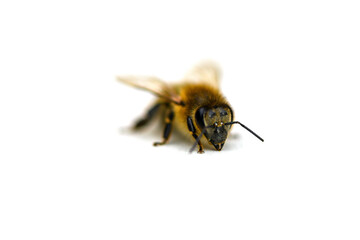 One bee on a white isolated background. Isolate. Macro photography. Selective focus