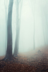 Lonely tree in foggy forest. Autumn spooky day in misty woodland