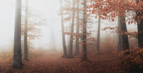 Panorama of trail in misty forest. Foggy forest autumn day - 548219509