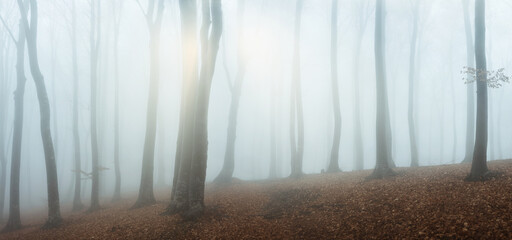 Panorama in foggy forest. Light rays through the trees