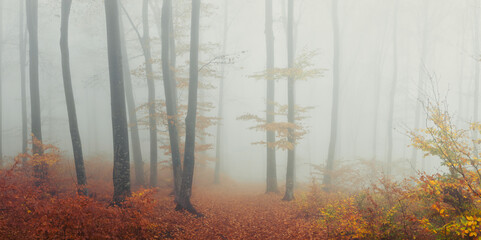 Panorama trail in foggy forest during an autumn day. Misty woodland