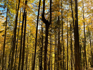 Fototapeta premium forest of tall golden trees with sunbeams. autumn time