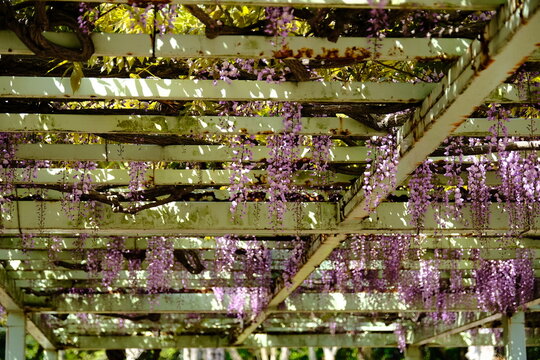 Arbor Flowers Bilder Durchsuchen 23,974 Archivfotos,
