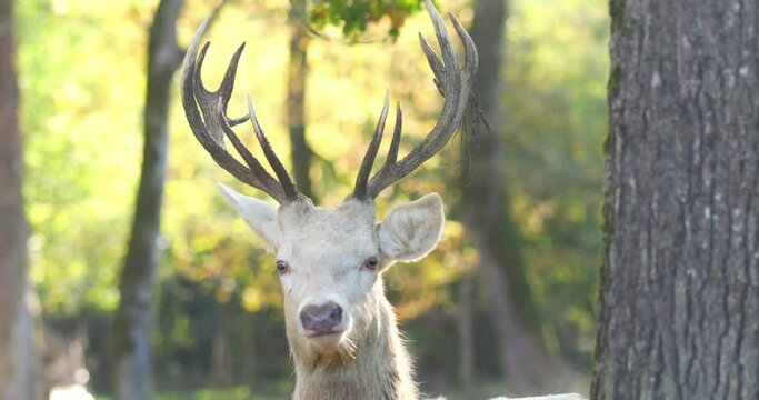 White deer and its antlers close-up in the forest