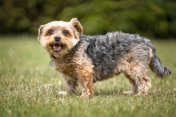 Yorkshire Terrier standing looking at the camera