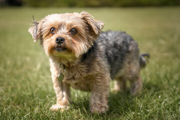 Yorkshire Terrier standing looking at the camera